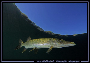 Young Pike Fish flirting with the sky... :O)... by Michel Lonfat 